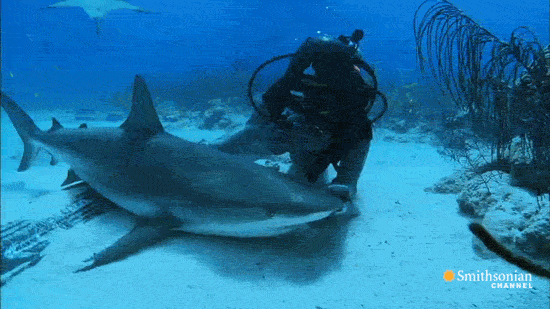 side-by-side of underwater video